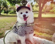 해외 간다며 1살 강아지 '파양'…더 행복해졌다