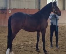 [단독]'정유라 말' 몸값, 7억→7천만원 '뚝'…공매 네번만에 낙찰