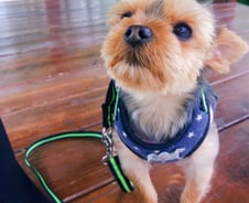 젊은 남자만 보면…'뚜뚜'는 걷다가 멈춘다