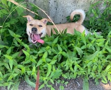 "나 행복하개"…두 할머니와 책방 주인의 '누렁이 육아기'[인류애 충전소]