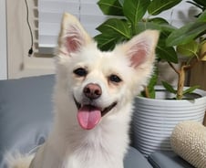 엄마 없이 길바닥 헤매던 '하얀 꼬물이', 안락사 직전에…