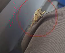 버스에 잘못 들어온 '매미'…10분간 손에 품어준 사람[인류애 충전소]