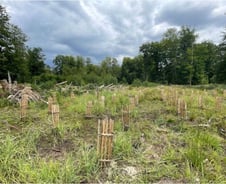 [검색폭발 이슈키워드] 그린래시