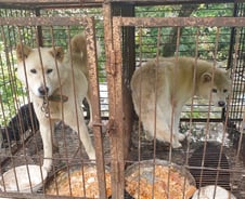 "도살장 끌려가던 개들 눈빛에…밤잠을 설쳤다"