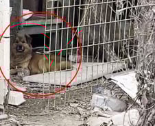 애달픈 두 강아지 밥주러, 매일 '빈집'에 갑니다[인류애 충전소]