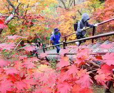 "단풍 좋네" 설레는 등산객…'입산주' '정상주' 대신 '이것' 드세요