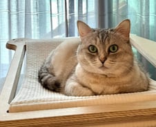 한겨울, 등뼈 드러난 고양이가…'새끼'를 물고 왔다