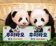 [검색폭발 이슈키워드] 징벌적 판다외교