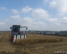 [르포]"농사짓기 쉽네" 두 손 떼도 탈탈탈…황금빛 논 달린 콤바인