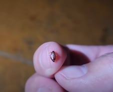 피 안 빨고도 150일 사는 지독한 빈대…"최고 서식지는 '따뜻한 침실'"