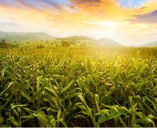 매년 200억 버는 골프장을 반도체공장으로