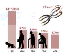 노화 해결할 열쇠?…"젊어질 수 있다면" 주사 맞으러 일본행까지