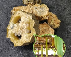 부작용 많은 스테로이드 대신할까?…한약재서 근육 성장 열쇠