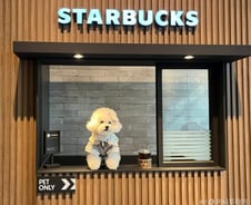 목줄 풀고 '댕댕이'랑 커피 한 잔…스벅 첫 반려동물 매장 가보니[르포]