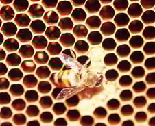벌집 밀랍서 얻은 '이 성분', 비타민C보다 항산화 능력 더 강했다