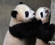 '쌍둥이 판다의 기적'과 '저출산 희망벨'[광화문]