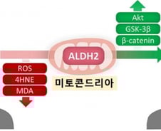"머리카락 자란다" 탈모인 환호할 소식…모낭 '재가동 엔진' 찾았다