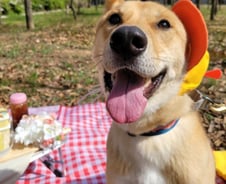 90% 치사율 이겨냈지만 안락사 확정…버려진 홍삼이 '크리스마스의 기적'