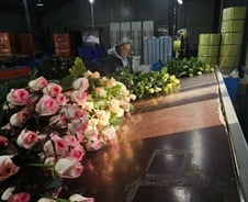 "1년에 3000만원 남는데…" 대목 화훼농가 웃음꽃 사라진 이유[르포]