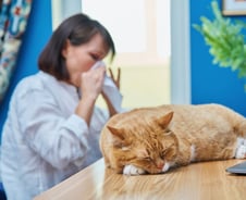 "집사 되니 간질간질" 고양이 털 알레르기, 개 털의 2배…왜?