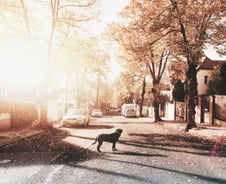 '피라미드 사기'된 미국 교외 지역의 현실 [PADO]