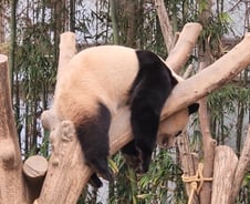 "딱 한 장만 더" 6시간 기다려 5분 만난 푸바오…이제 진짜 안녕[르포]