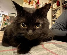 절뚝이는 아기 고양이, 무릎 위로 '폴짝'…새 가족이 생겼다