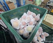 [르포]"2배 장사했다"…왜곡된 유통구조에 '금값 사과', 더 오른다