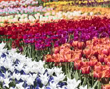 [IT썰] 네덜란드 AI 로봇, 병든 튤립 솎아낸다