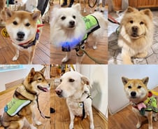 학대받고 버려진 강아지…그래도 물에 빠진 사람 구했다 [르포]