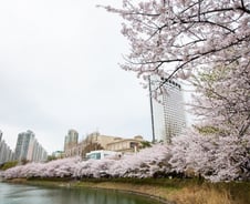 송파 석촌호수에 벚꽃 보러 갈까..'호수벚꽃축제' 내일부터 열린다