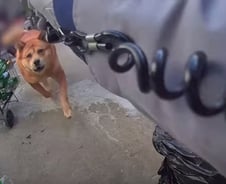 [더영상] 오토바이 훔친 소년들…40kg 대형견에 테이저건 쏜 경찰