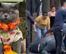 "목줄에 걸렸잖아" 고양이 죽인 12세 소년…부모는 주인 때렸다[뉴스속오늘]