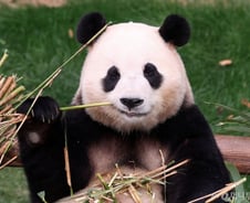 "안녕… 푸바오" 슬퍼하는 팬에게 해선 안 될 말[한 장으로 보는 건강]