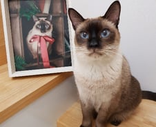 안락사 전날 만난 '10살 고양이'…살려달란듯 울었다