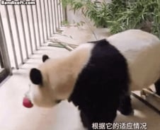 [더영상] "잘 먹어서 다행" 중국 간 푸바오 근황…'개판' 된 쇼핑몰, 무슨 일