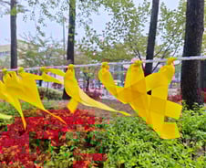 비 뚫는 노란 물결…주민들이 만든 160개 세월호 현수막