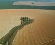 브라질 '농업 대박'의 불안정한 미래 [PADO]