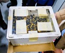 ICT 만나 돌아온 꿀벌…달콤한 'BEE행'