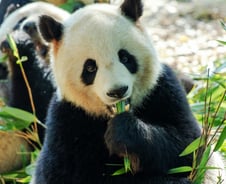 중국 '판다 외교' 제대로 읽기 [PADO]