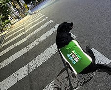 한밤중 '강아지'가 잡아끈 곳에…사람이 쓰러져 있었다[아·시·발]