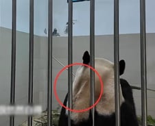 [더영상] '털 빠진' 푸바오, 중국서 학대 의혹…야스쿠니에 '오줌테러'한 중국인