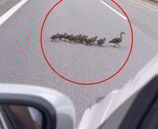 "제발"…도로 한복판 오리가족, 가슴 떨리는 50초 '응원'[인류애 충전소]