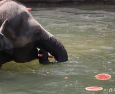 [IT썰] 코끼리 울음 공부한 AI가 '이름' 불러주니…코끼리 응답했다