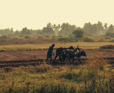 아프리카가 세계 인구를 먹여 살리는 날이 올 수 있을까? [PADO]