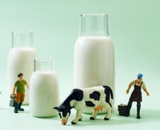 "한국 우유 '월클'" 호평 쏟아지는데…'6.8억' 빚 떠안는 낙농가, 왜?