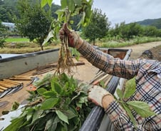 "6년 키웠는데 다 썩어" 인삼밭이 쑥대밭…야속한 비는 또 때린다[르포]