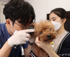 최저임금 206만원인데…전공수의사 3명 중 2명 "월수입 100만원 미만"