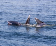 서울-청주 거리에서도 실시간 교감…'장거리 연애' 고래의 비밀