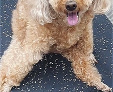 뒷다리 끌던 강아지, 뛰며 행복해하자…보호자가 펑펑 울었다[인류애 충전소]